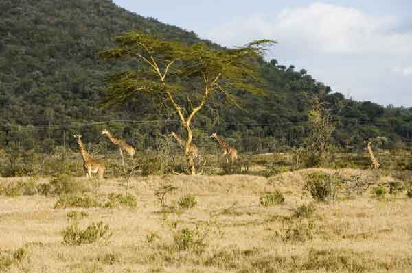 45 - Kenia - Jirafas - lago Naivasha